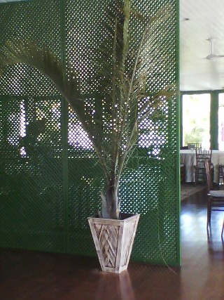 Foto 1 - Locação de plantas naturais em vasos em brasilia